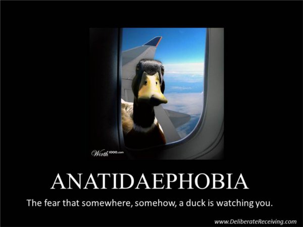 Google Image Search Game - Page 2 Duck-phobia